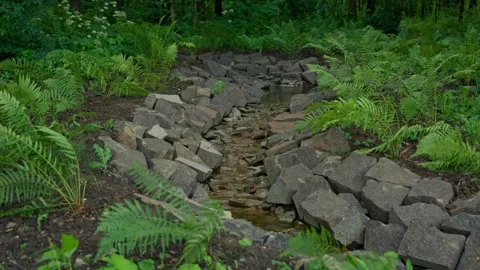 A Beautiful Natural Stream Meandering Through a Lush Forest, Surrounded by 스톡 동영상 311892804