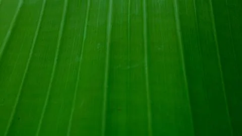 Beautiful natural Texture background of backlight fresh green banana Leaf. Stock Photos