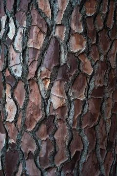 Beautiful natural tree bark pattern. Close up of a tree. Natural background Stock Photos