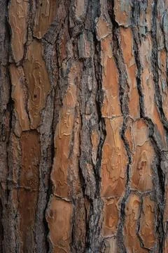 Beautiful natural tree bark pattern. Close up of a tree. Natural background Stock Photos