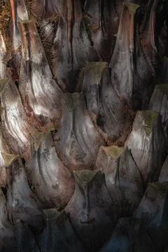 Beautiful natural tree bark pattern. Close up of a tree. Natural background Stock Photos