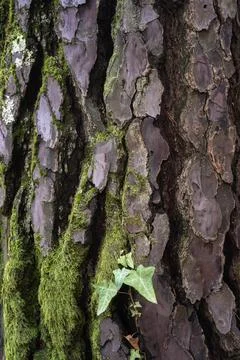 Beautiful natural tree bark pattern. Close up of a tree. Natural background Stock Photos