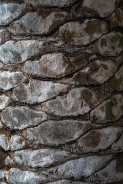 Beautiful natural tree bark pattern. Close up of a tree. Natural background Stock Photos
