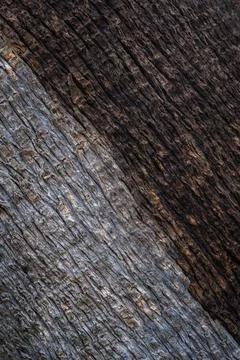 Beautiful natural tree bark pattern. Close up of a tree. Natural background Stockfoto's