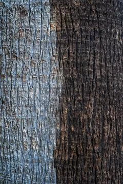 Beautiful natural tree bark pattern. Close up of a tree. Natural background Stock Photos