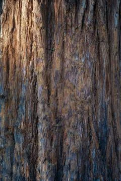 Beautiful natural tree bark pattern. Close up of a tree. Natural background Stock Photos