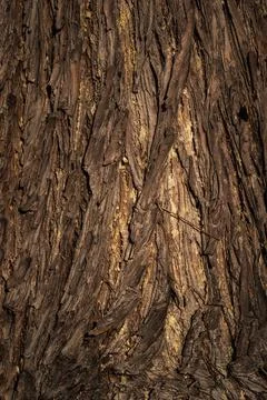 Beautiful natural tree bark pattern. Close up of a tree. Natural background Stock Photos