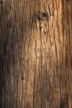 Beautiful natural tree bark pattern. Close up of a tree. Natural background Stock Photos