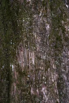Beautiful natural tree bark pattern. Close up of a tree. Natural background Stock Photos
