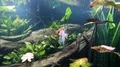 Beautiful natural underwater scenery with angelfish and water plants 4k or 4k+ Resolution