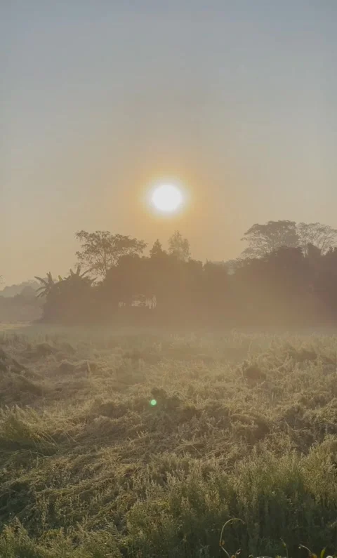 Beautiful natural view sunset. sun sunrise sunshine shine light above corn field Stock Footage 305165810