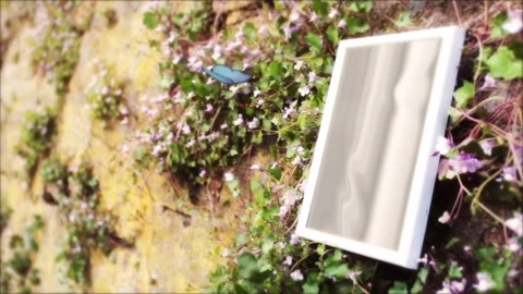 Beautiful Nature 11 Stock Footage 242014431