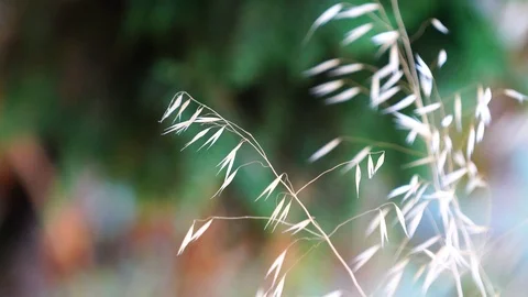 Beautiful nature in 4k Stock Footage 122157855