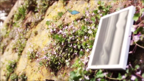 Beautiful Nature 6 Stock Footage 242067231