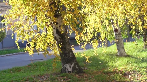 Beautiful Nature Autumn Background, selective focus. Golden autumn birch tree on Stock Footage 228206171