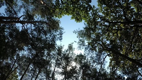 Beautiful nature background with forest trees and sky, wind in summer 스톡 동영상 114501791