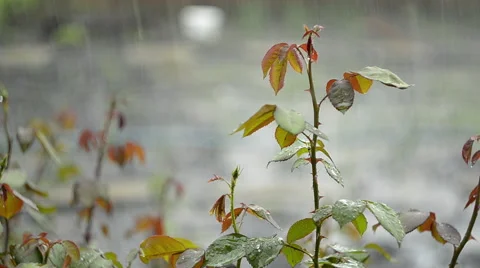 Beautiful Nature Background Rain Drops On The Branch Of A Rose Video stock 62916809