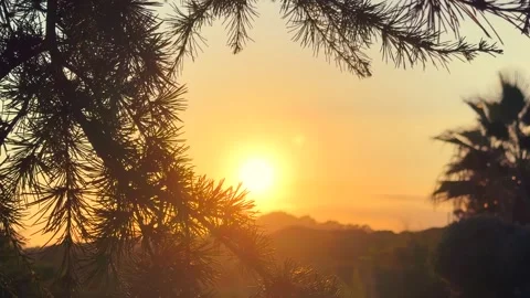 Beautiful nature background in sunset lights, Mediterranean landscape with palms Stock Footage 324714787