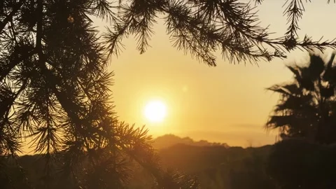 Beautiful nature background in sunset lights, Mediterranean landscape with palms Stock Footage 337368292
