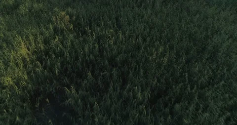 The Beautiful Nature Of Estonia Stock Footage 99745948