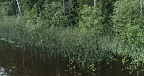 The Beautiful Nature Of Estonia Stock Footage 99746170