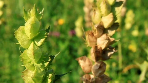 Beautiful nature Stock Footage