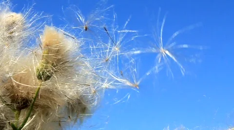 Beautiful nature Video stock 716337