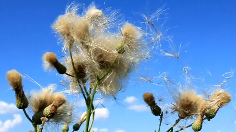 Beautiful nature Video stock 716371