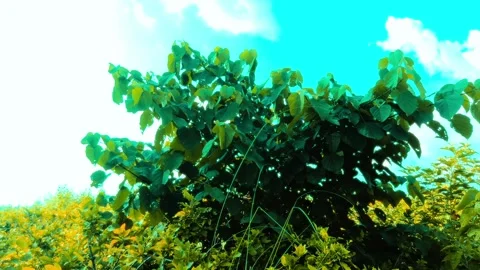 Beautiful nature Video stock 283345956