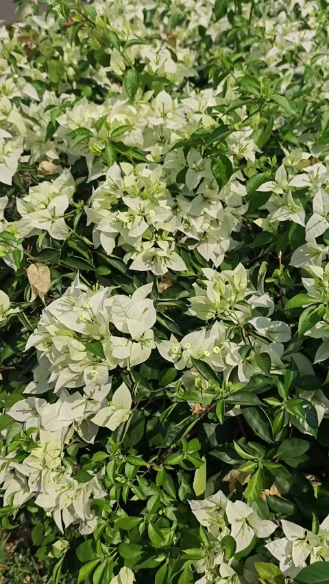 Beautiful nature Видео 330758601