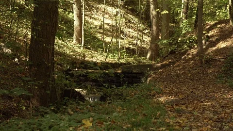 Beautiful nature in the forest Stock Footage 100194942