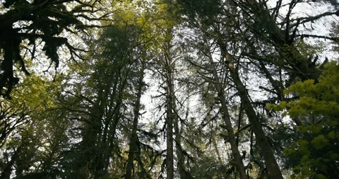 Beautiful nature forest trees Stock Footage 97614128