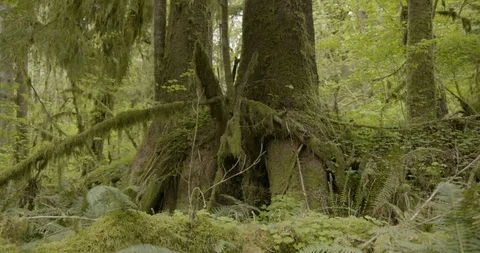 Beautiful nature forest trees Stock Footage 97615581