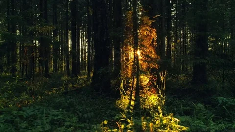 Beautiful nature forest trees green lush shimmering sunset sunlight deep woods Stock Footage