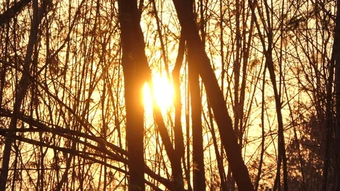 Beautiful Nature Forest Trees Trunks Flickering Sun Woods Sunset Stock Footage 106018989