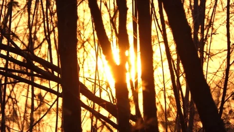 Beautiful Nature Forest Trees Trunks Flickering Sun Woods Sunset 스톡 동영상 106019056