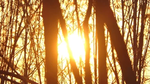 Beautiful Nature Forest Trees Trunks Flickering Sun Woods Sunset 스톡 동영상 106019102