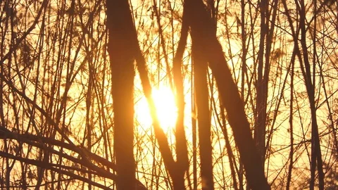 Beautiful Nature Forest Trees Trunks Flickering Sun Woods Sunset Stock Footage 106019918