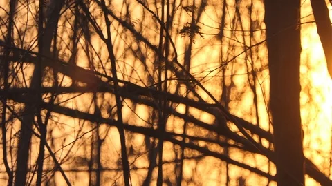 Beautiful Nature Forest Trees Trunks Flickering Sun Woods Sunset Stock Footage 106019924