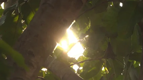 Beautiful Nature Forest Trees Trunks Flickering Sun Woods Stock Footage 107518719