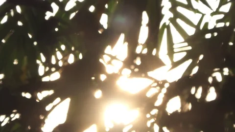 Beautiful Nature Forest Trees Trunks Flickering Sun bamboo leaves Stock Footage 107525129