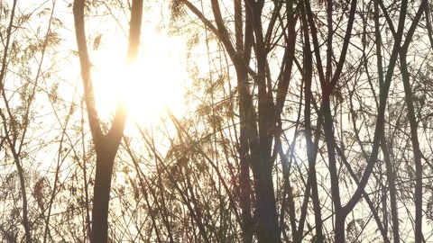 Beautiful Nature Forest Trees Trunks Flickering Sun Woods Sunset Stock-Footage 124516112