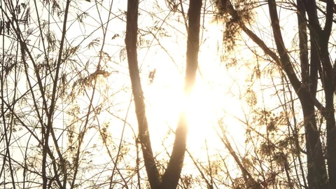 Beautiful Nature Forest Trees Trunks Flickering Sun Woods Sunset Stock-Footage 124516230