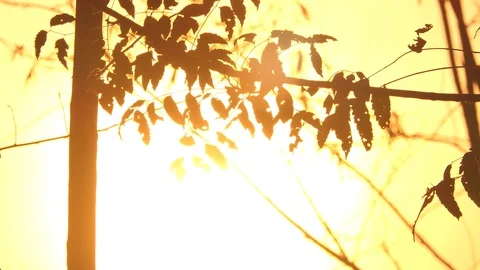 Beautiful Nature Forest Trees Trunks Flickering Sun Woods Sunset Stock-Footage 124521476