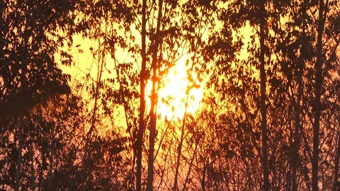 Beautiful Nature Forest Trees Trunks Flickering Sun Woods Sunset Stock-Footage 124523481
