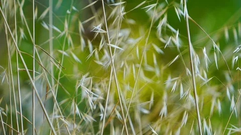 Beautiful nature grass 4k Stock Footage 122157853