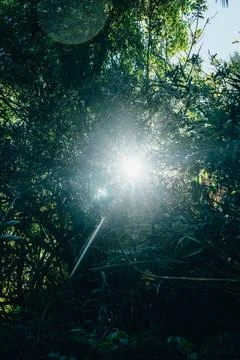 Beautiful nature looking up with the bright rays of the sun peaking through. Stock Photos