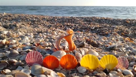 Beautiful nature - multi-colored shells on the black sea coast Stock Footage 170352370