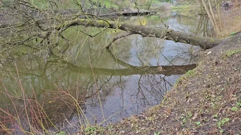 Beautiful Nature in a Park, broken tree over Water Stock Footage 237347154