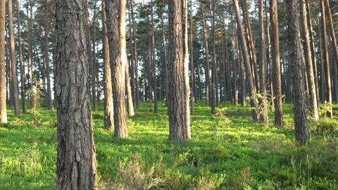 Beautiful nature, pine forest with long trees trunks Stock Footage 135813907